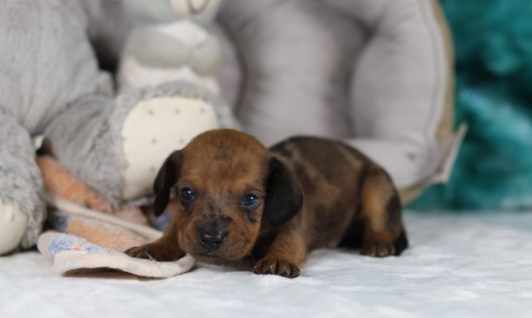 4007aaaGilbert the dachshund-the puppy lodge