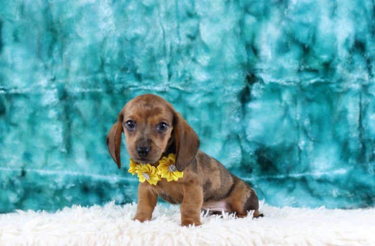 4007aaa-Gilbert the dachshund-the puppy lodge