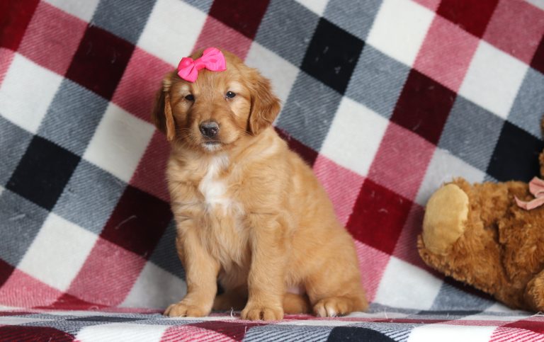 4014aAva the golden retriever-the puppy lodge