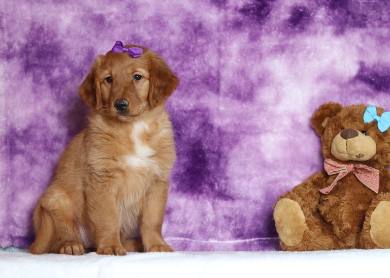 4014aaa Ava Golden Retriever-the puppy lodge