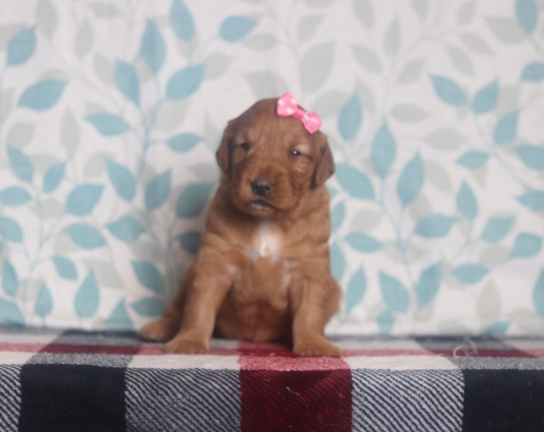 4014aaAva the golden retriever-the puppy lodge