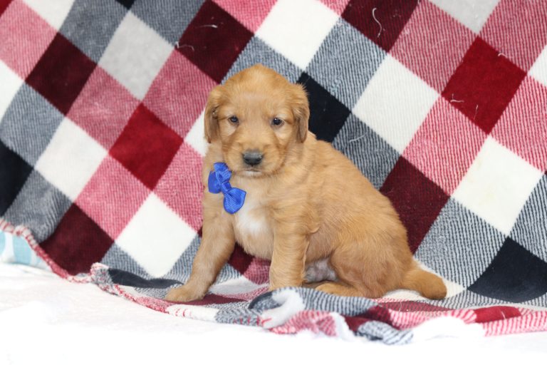 4015aAdam the golden Retriever