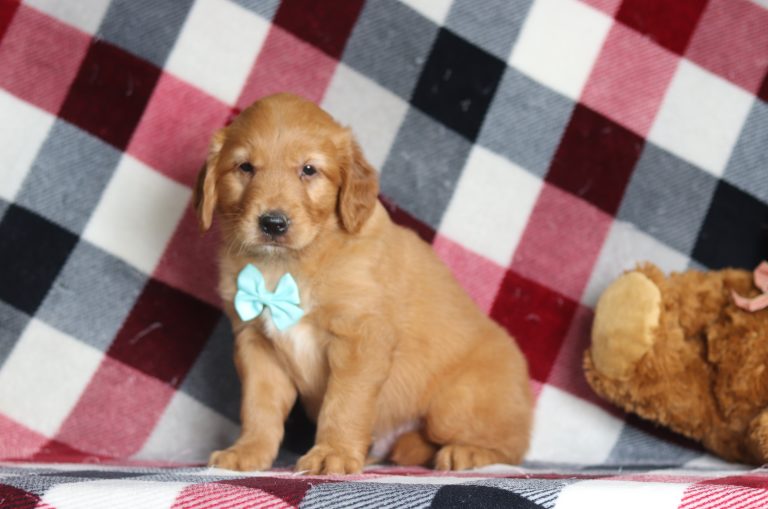 4015aaAdam the golden retriver-the puppy lodge