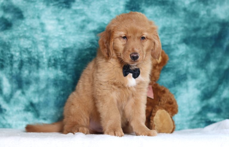 4016aaa Aaron Golden Retriever-the puppy lodge