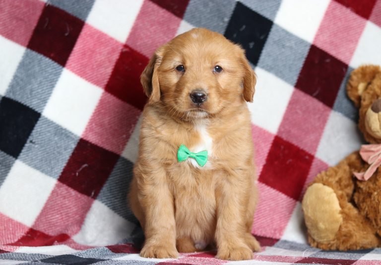 4016aaaAaron the golden retriever-the puppy lodge