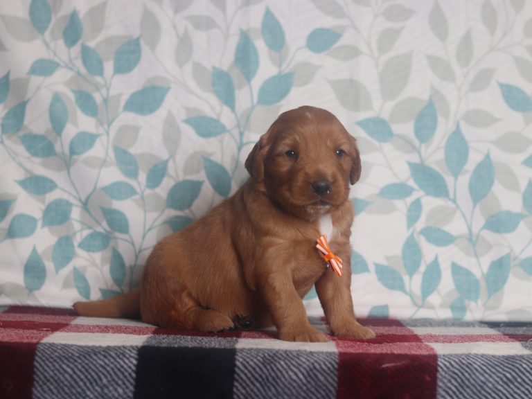 4016aaaAaron the golden retriever-the puppy lodge