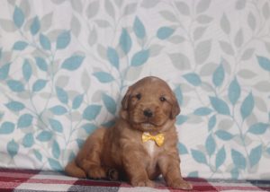 4017aaAbner the golden retriever-the puppy lodge