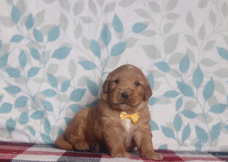 4017aaAbner the golden retriever-the puppy lodge