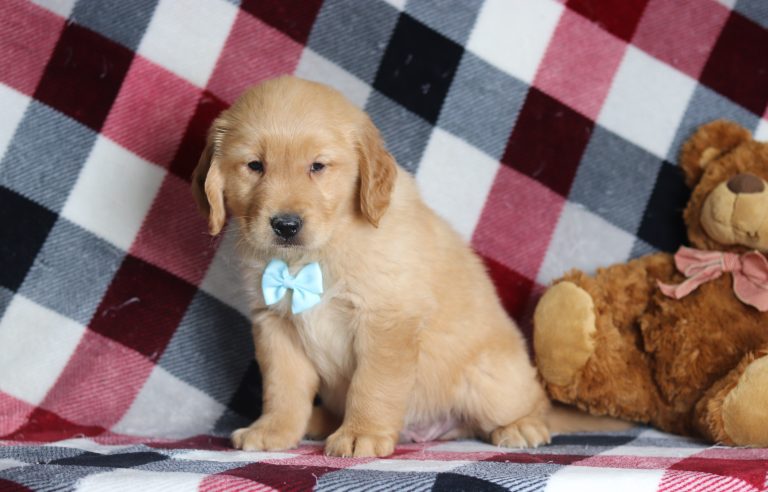 4018aaaAnden the golden retriever-the puppy lodge