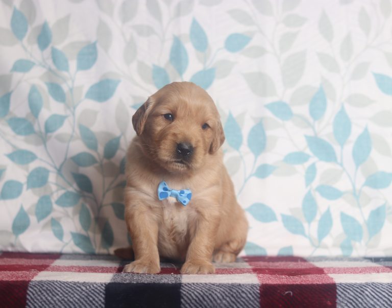 4018aaAnden the golden retriever-the puppy lodge