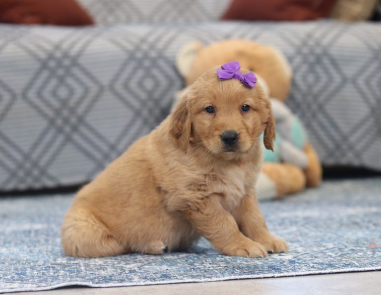 4019pppAriana rhe golden retriever-the puppy lodge