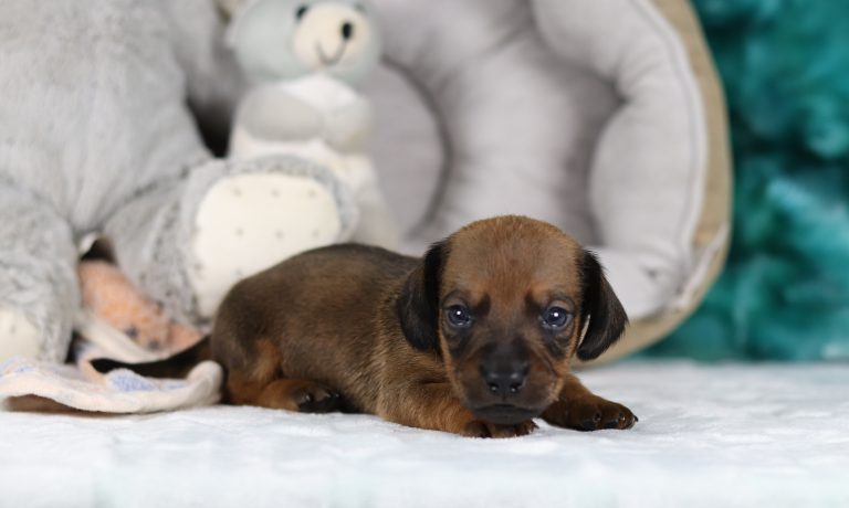 6206aaGaylord the dachshund-the puppy lodge