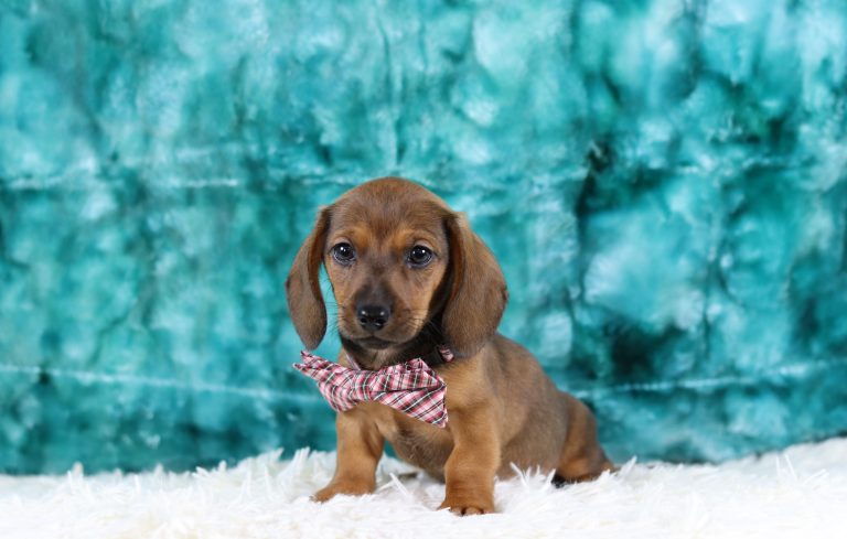 6206aaaGaylord the dachshund-the puppy lodge