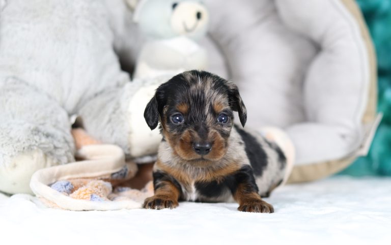 6215aaGeyser the dachshund-the puppy lodge