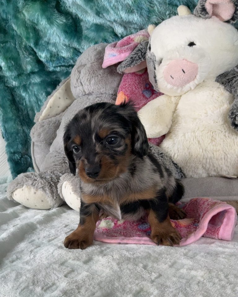 6215aaa Geyser the Dachshund-The Puppy Lodge