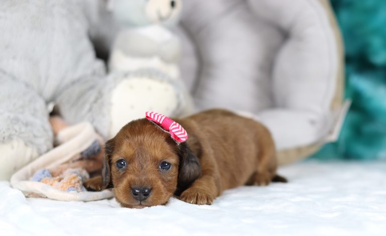 6219aaGlamorious the dachshund-the puppy lodge