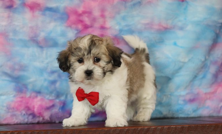 6500aaaLuckie the teddy bear-the puppy lodge