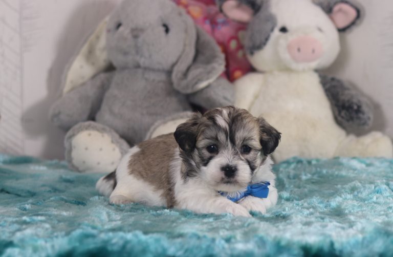 6500aaLuckie the teddy bear-the puppy lodge