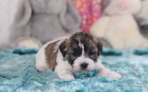 6501aaLavern the teddy bear-the puppy lodge