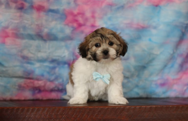 Fluffy brown-and-white puppy with a light blue bow sits on a wooden surface against a pastel pink and blue tie-dye backdrop, looking at the camera.