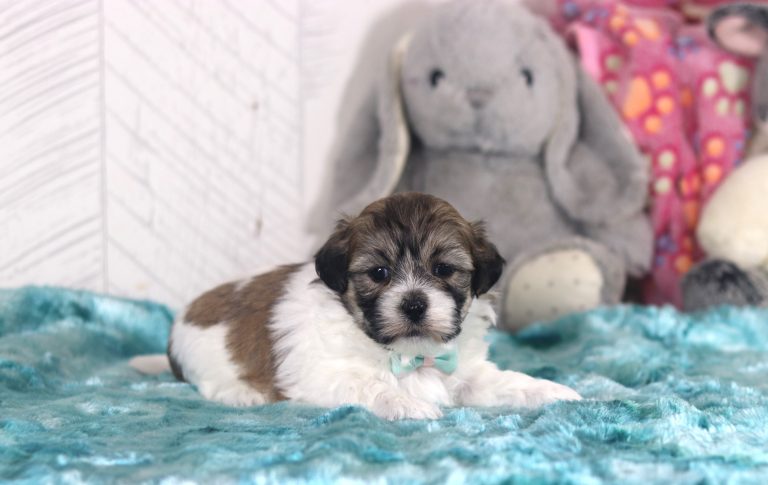 6502aaLandon the teddy bear-the puppy lodge