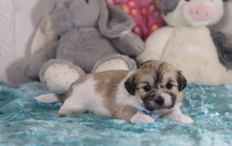 6503aaLyndon the teddy bear-the puppy lodge