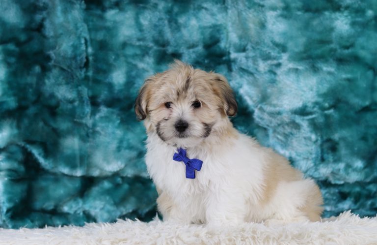 6503aa Lyndon Teddy Bear-the puppy lodge