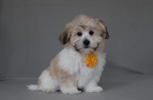 6503aa Lyndon the teddy bear-the puppy lodge
