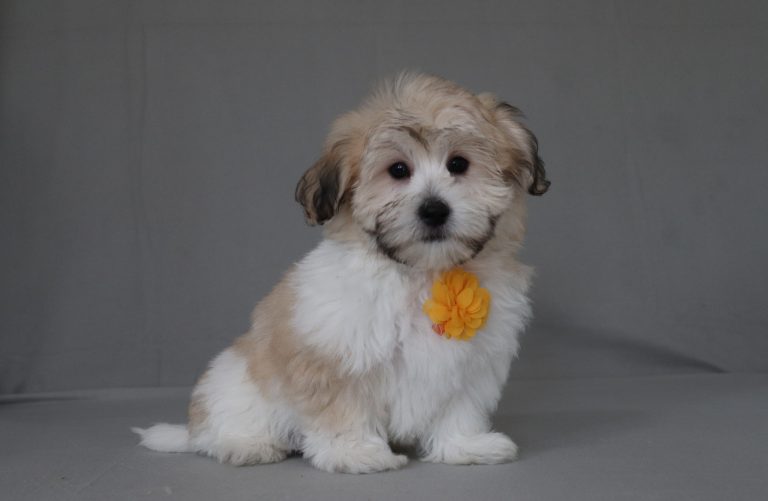 6503aa Lyndon the teddy bear-the puppy lodge