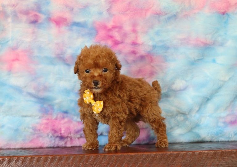 6504aaaSaucer the mini poodle-the puppy lodge