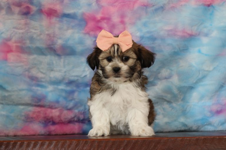 6505aaaLandri the teddy bear-the puppy lodge