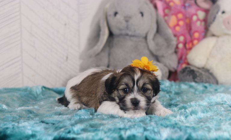 6505a-Landri the teddy bear-the puppy lodge