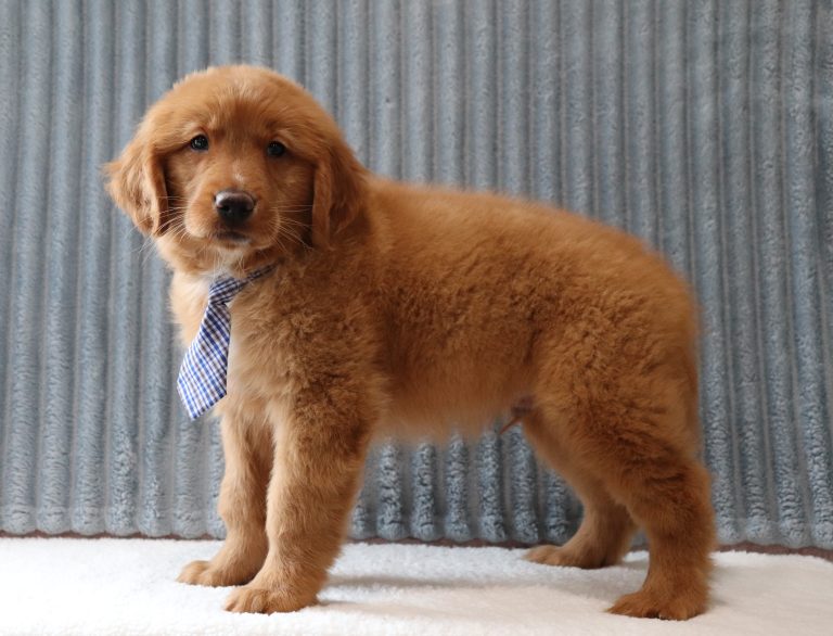 Aaron-4016aaa-puppy-golden-retriever-Puppy-Lodge