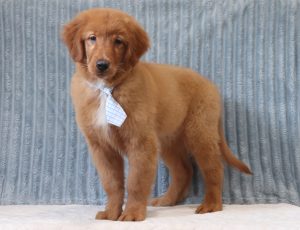 Aaron-4016bbb-puppy-golden-retriever-Puppy-Lodge