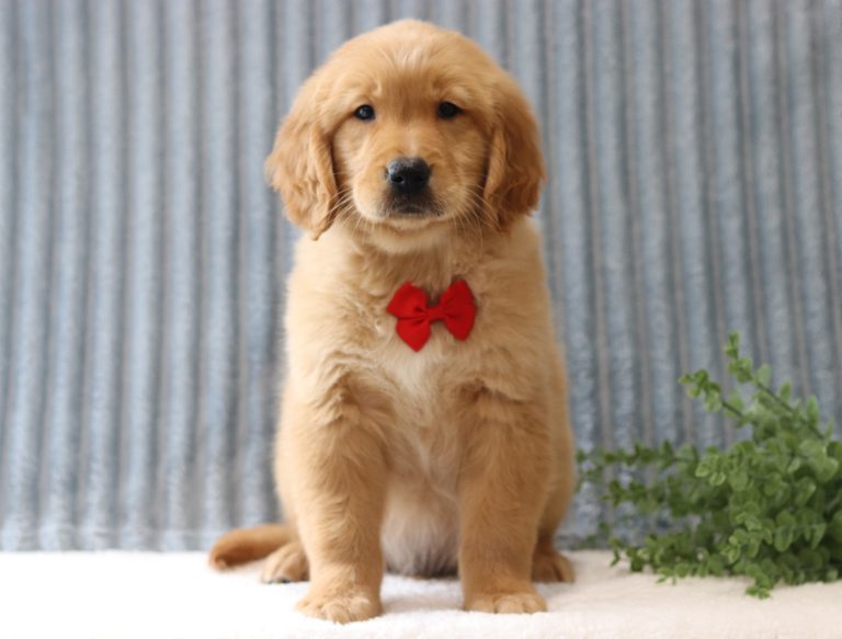 Anden-4018aa-puppy-golden-retriever-Pawsome-Family-Pets-