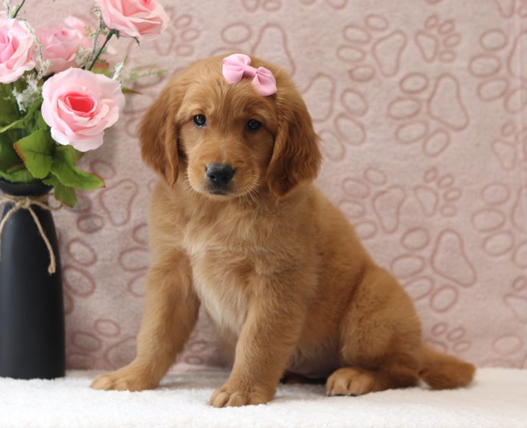 Ariana-4019aaa-puppy-golden-Retriever-Puppy-Lodge.