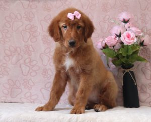 Ava-4014bbb-puppy-golden-retriever-Puppy-Lodge