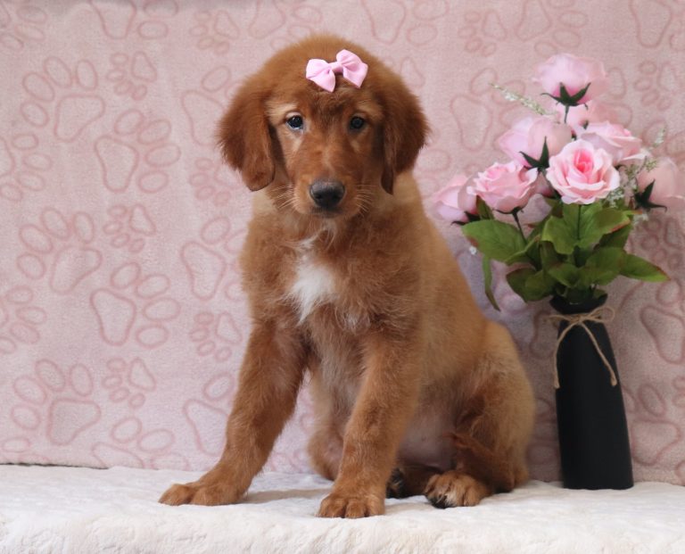 Ava-4014bbb-puppy-golden-retriever-Puppy-Lodge