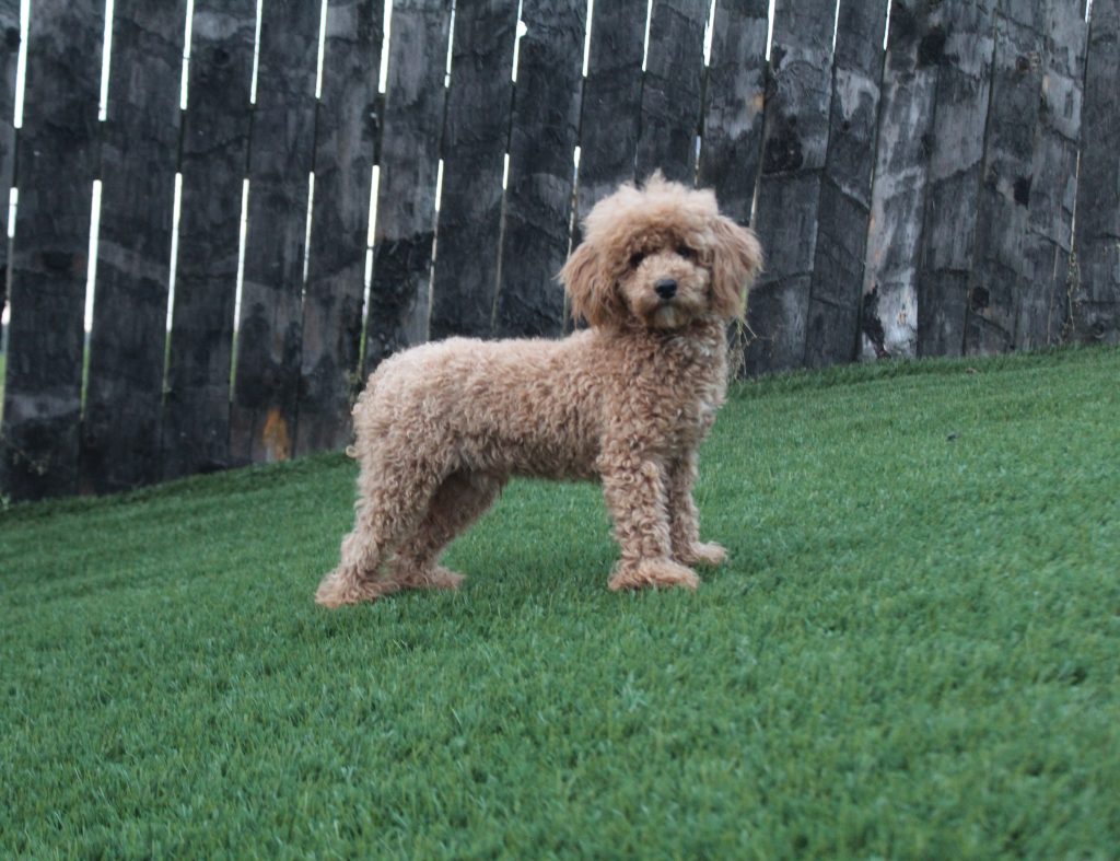 Fluffy brown poodle standing on green grass with a dark wooden fence in the background.