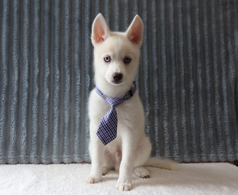 Garret-0068aa-puppy-pomsky-Pawsome-Family-Pets