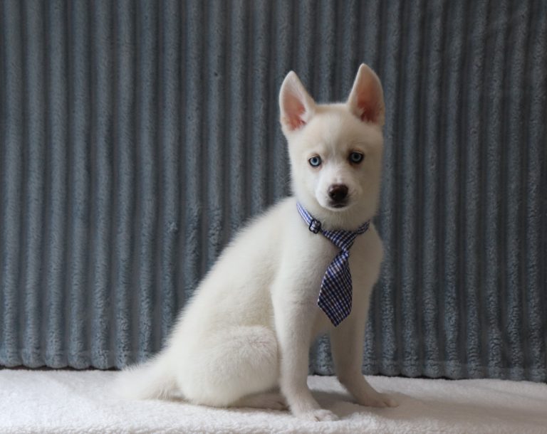 Garret-0068b-puppy-pomsky-Puppy-Lodge