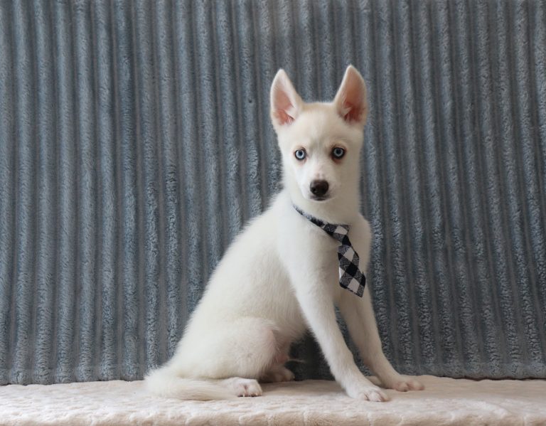 Garret-0068ccc-puppy-pomsky-Puppy-Lodge