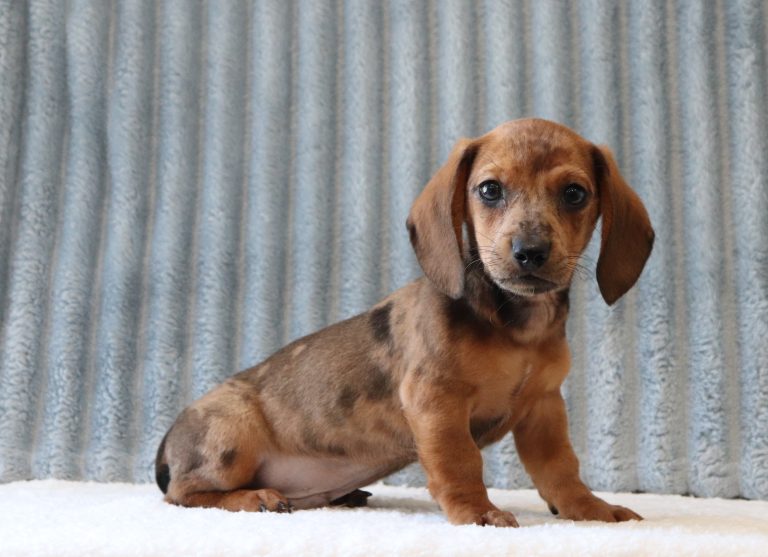 Gilbert 4007aaa puppy mini dachshund Puppy-Lodge