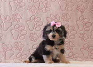 Ginette-0678aa-puppy-mini-doxidoodle-Puppy-Lodge