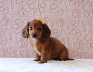 Glamorous-6219aaa-puppy-Mini-Dachshund-Puppy-Lodge