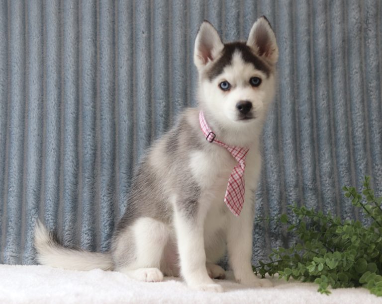 Guy-0066aa-puppy-pomsky-Puppy-Lodge-