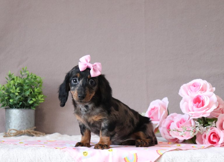 Jackie 2898aa puppy mini dachshund Puppy Lodge