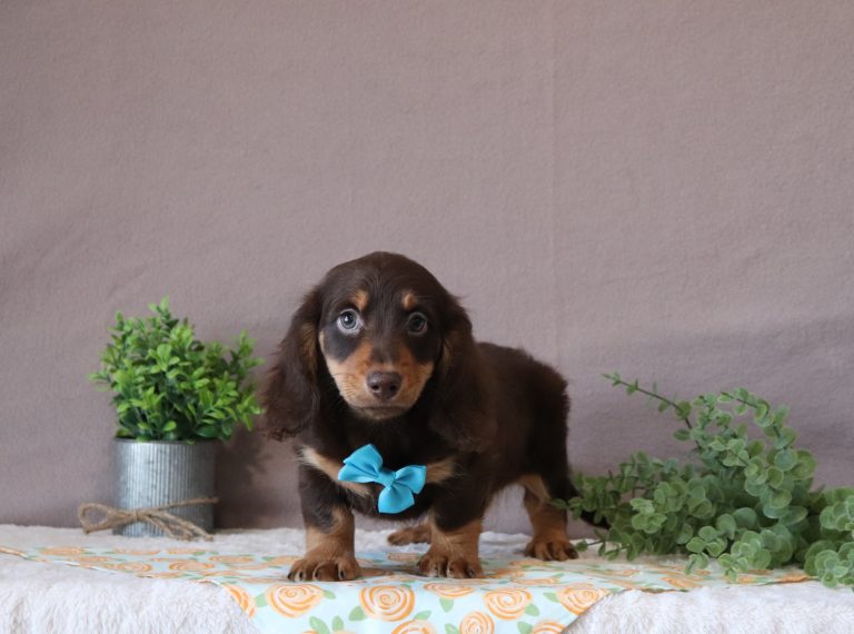Jederik-7249aa-puppy-mini-dachshund-Puppy-Lodge