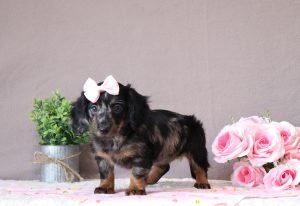 Jezebel-2897aa-mini-dachshund-puppy-Puppy-Lodge-
