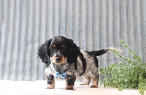 Mitcheal 0281aa puppy mini dachshund Puppy Lodge